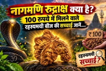 नागमणि रुद्राक्ष क्या है? 100 रुपये में मिलने वाले रहस्यमयी बीज की क्या है सच्चाई